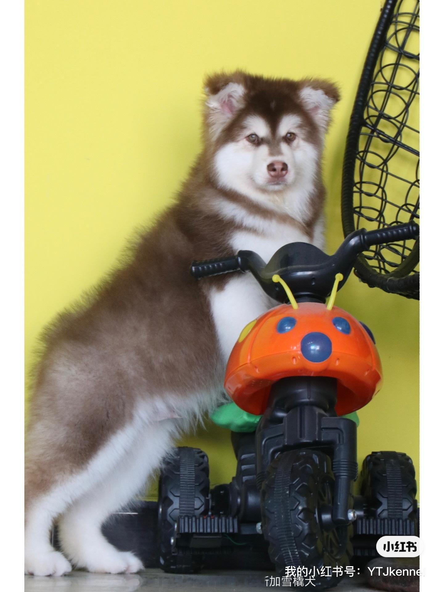 红十字阿拉斯加弟弟 明天飞成都… 犬瘟细小检测 健康 ​​​