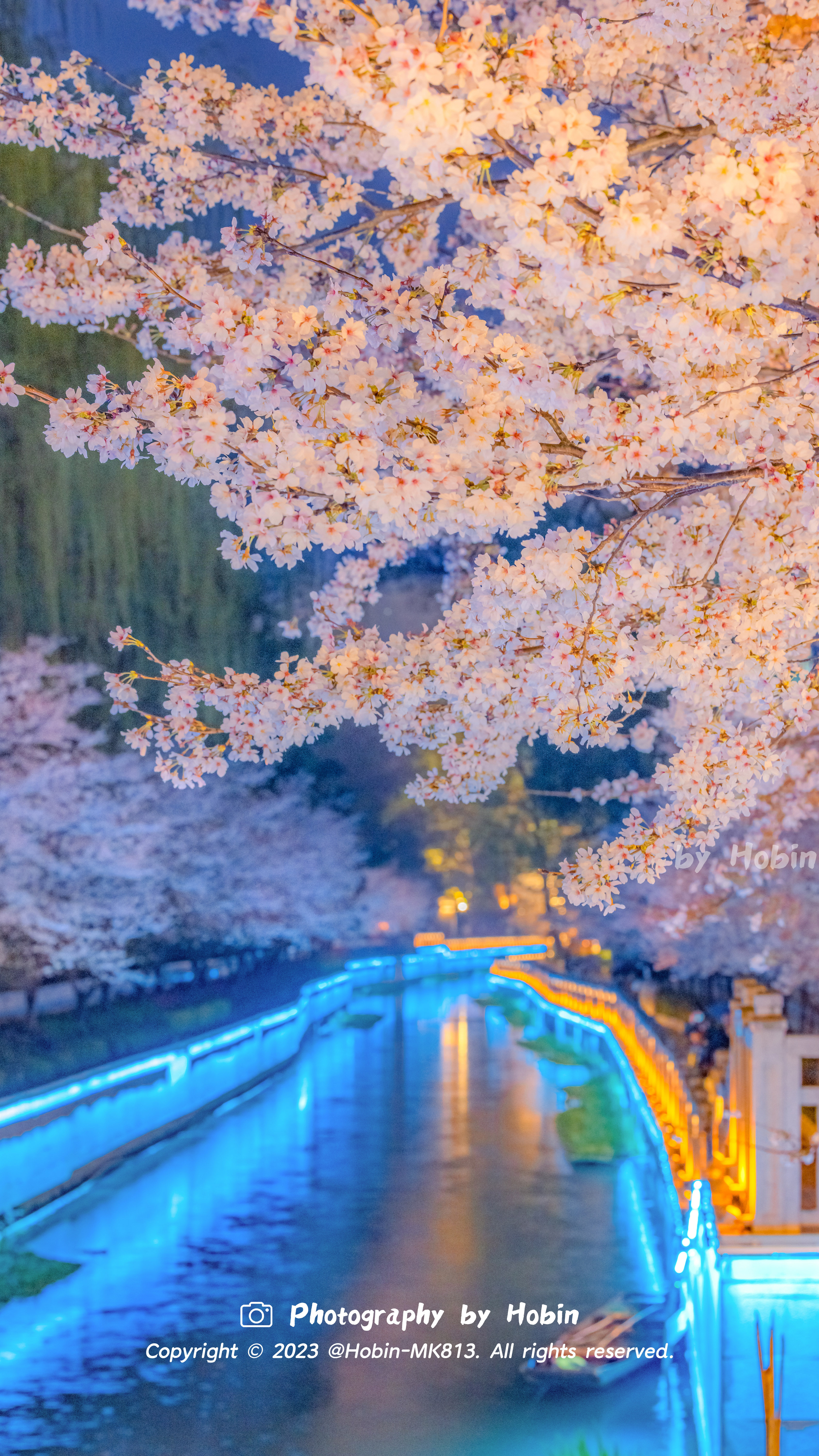 夜樱伴晚风，金陵尽芳菲🌸灯火交织间，是樱如雪的浪漫南京·樱花 ​​​