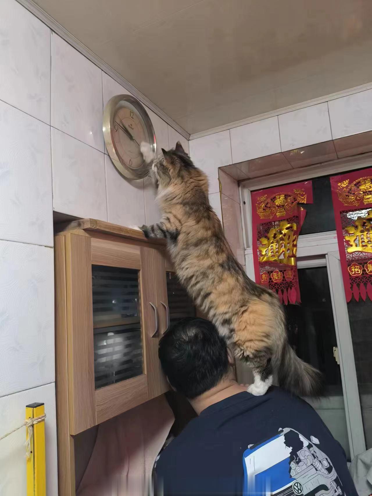 兔兔：父爱如山呀 ​​​