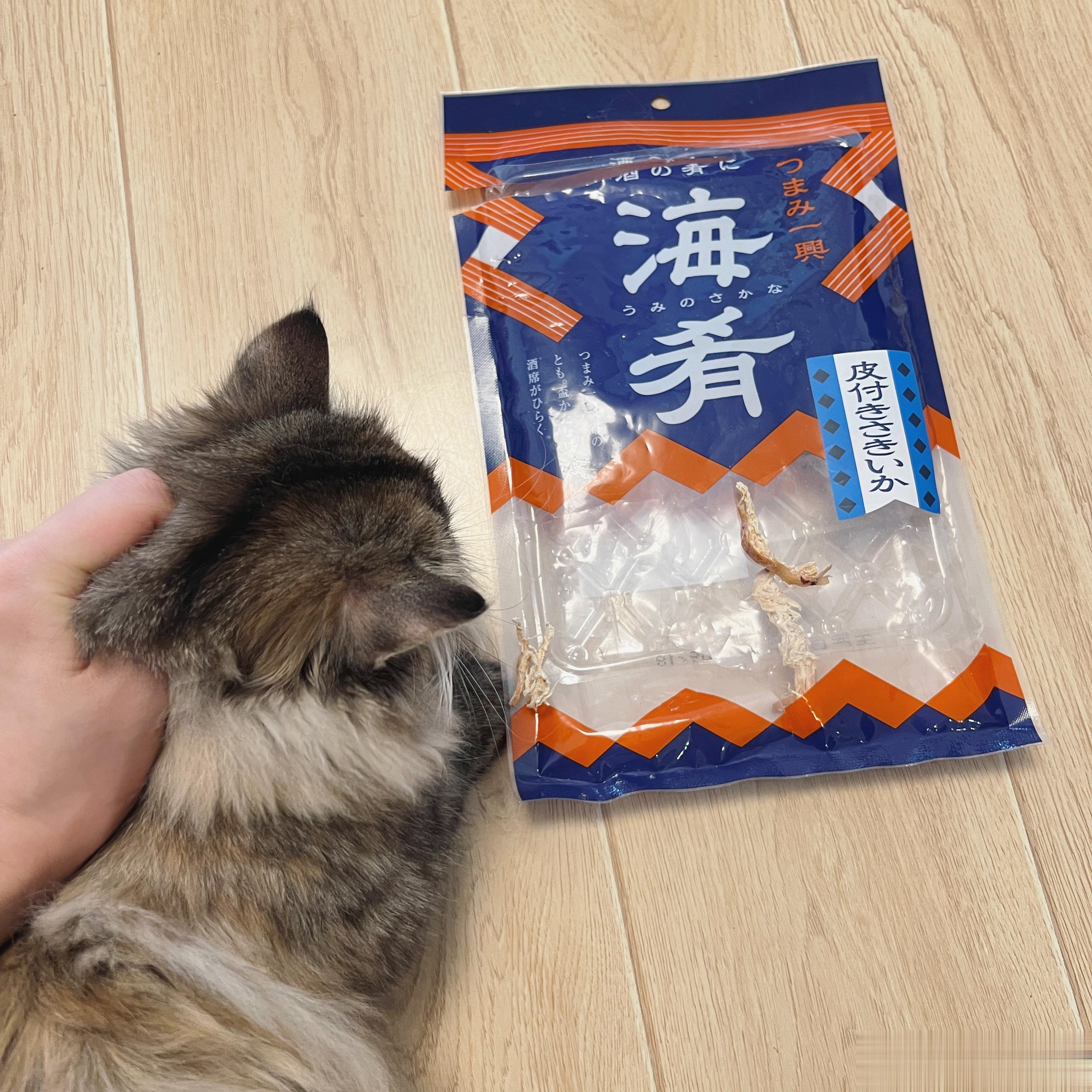  每天都有新猫猫找打  妹妹把鱿鱼丝一袋儿都给偷吃干净了！也不觉得咸得慌嘛！！！