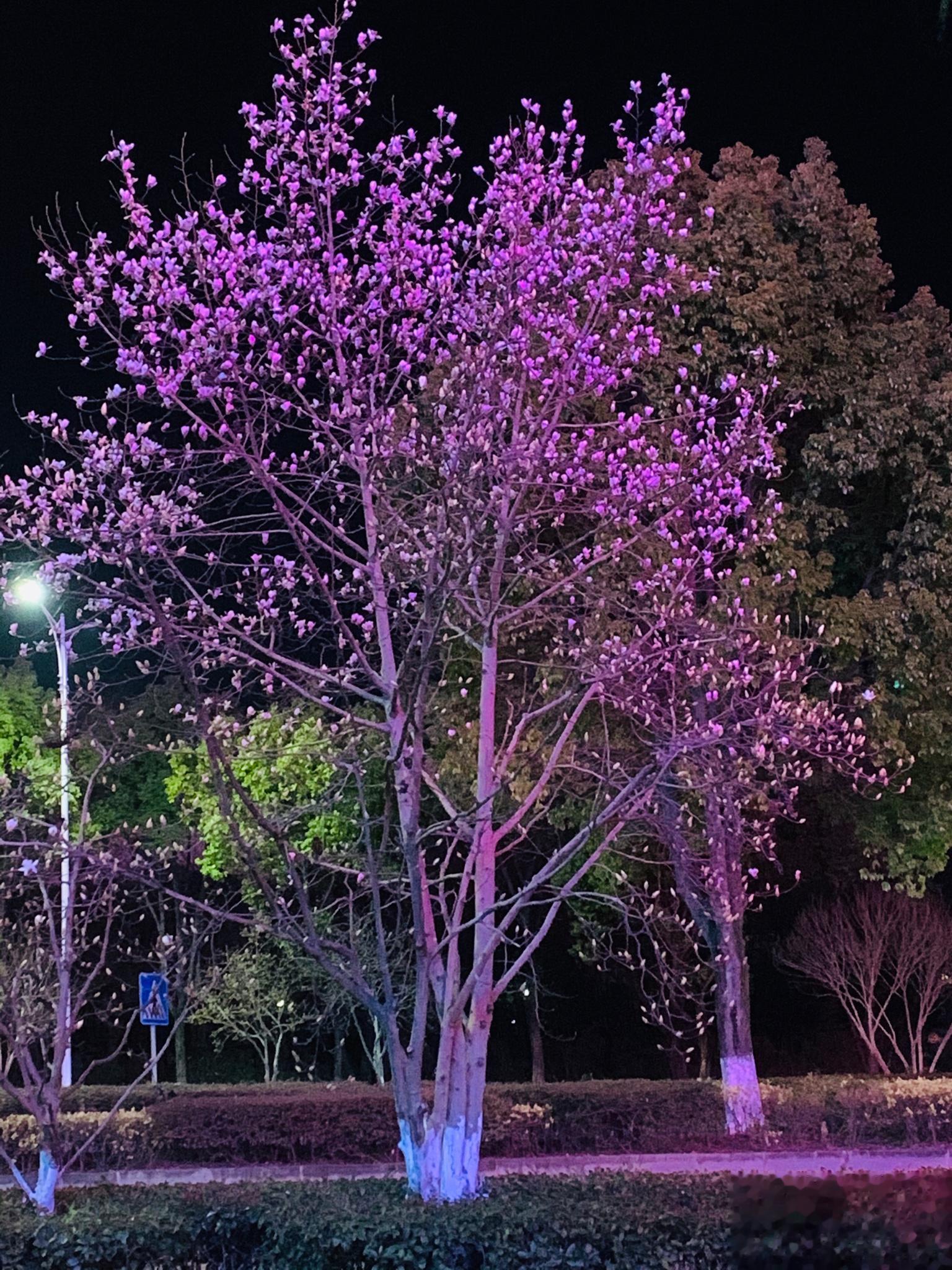 夜幕下的玉兰花   晚饭后出去散散步，发现行道绿化带的玉兰花也悄悄地开了。  ​