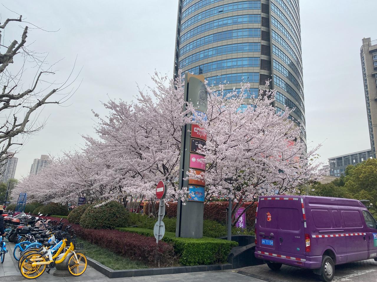 看着路上被风吹落的樱花（桜が咲いてるね[微笑]），忽然觉得上海市区的樱花树好像比