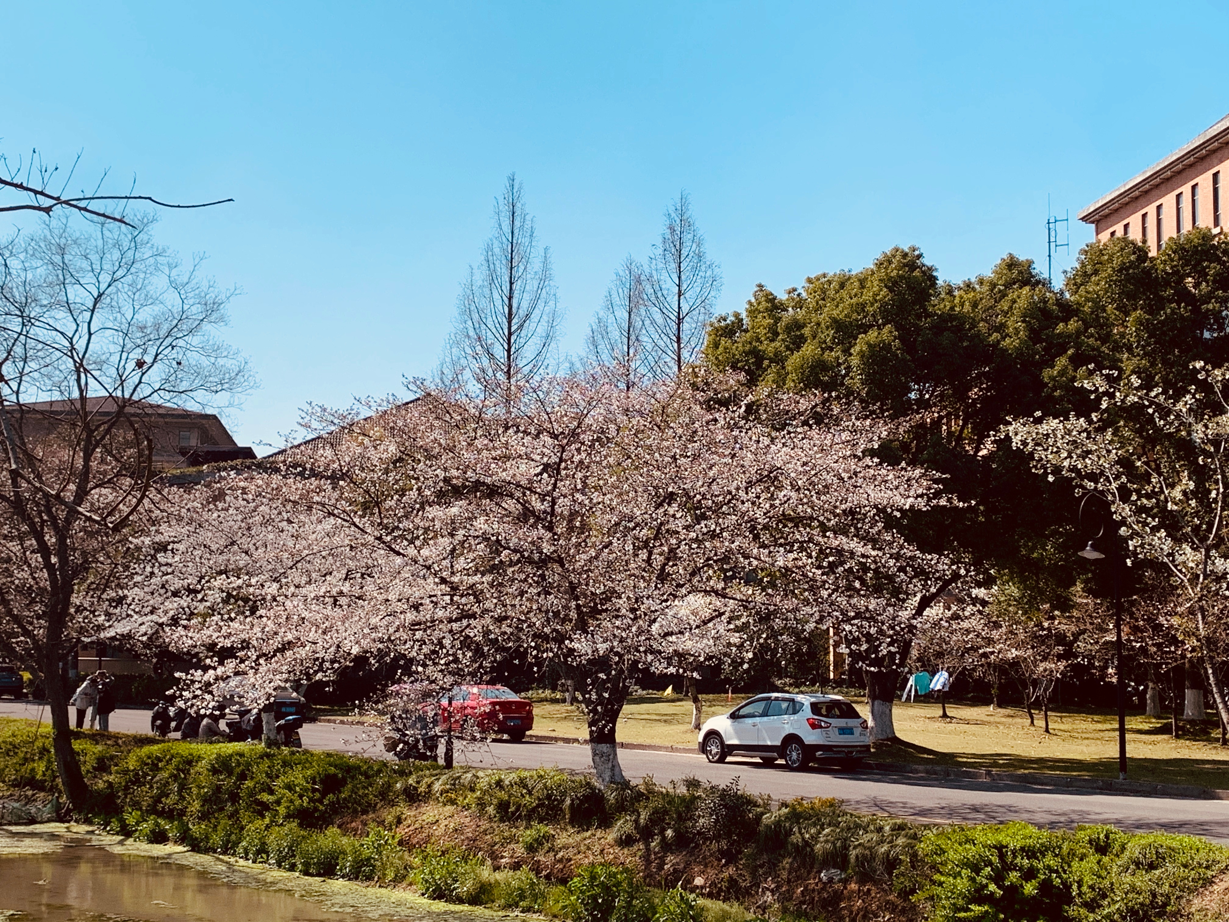 昨天在杭州小和山，路过浙江工业大学校屏峰校区，着见樱花开得灿烂。还有浙江外国外学