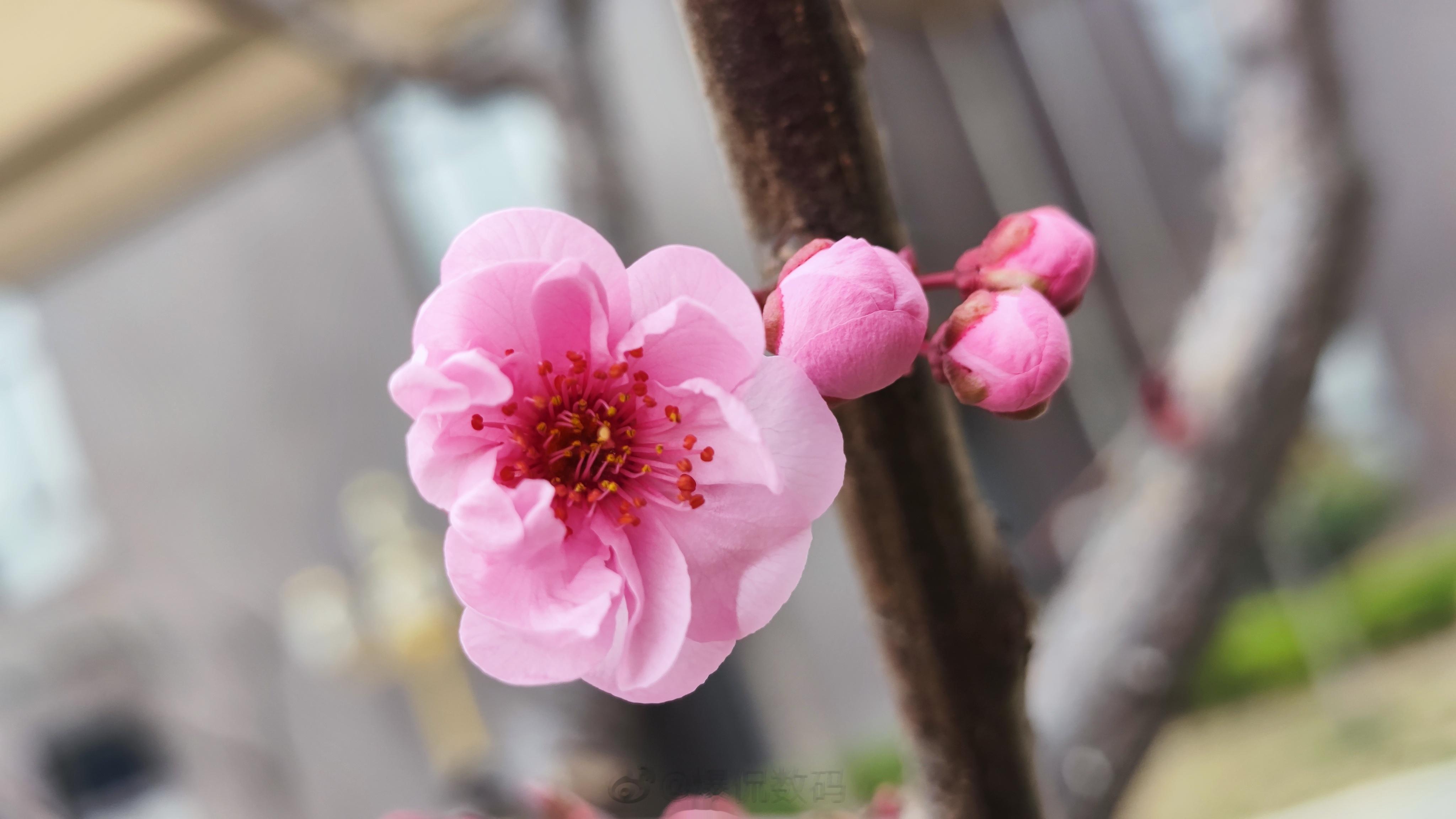 在那桃花盛开的地方#超能新星汇##小米#  ​​​