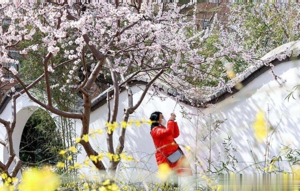 桃花堤公园正式向游人开放，🌸园内数千株桃花迎来盛花期，朵朵桃花枝头绽放，形成一