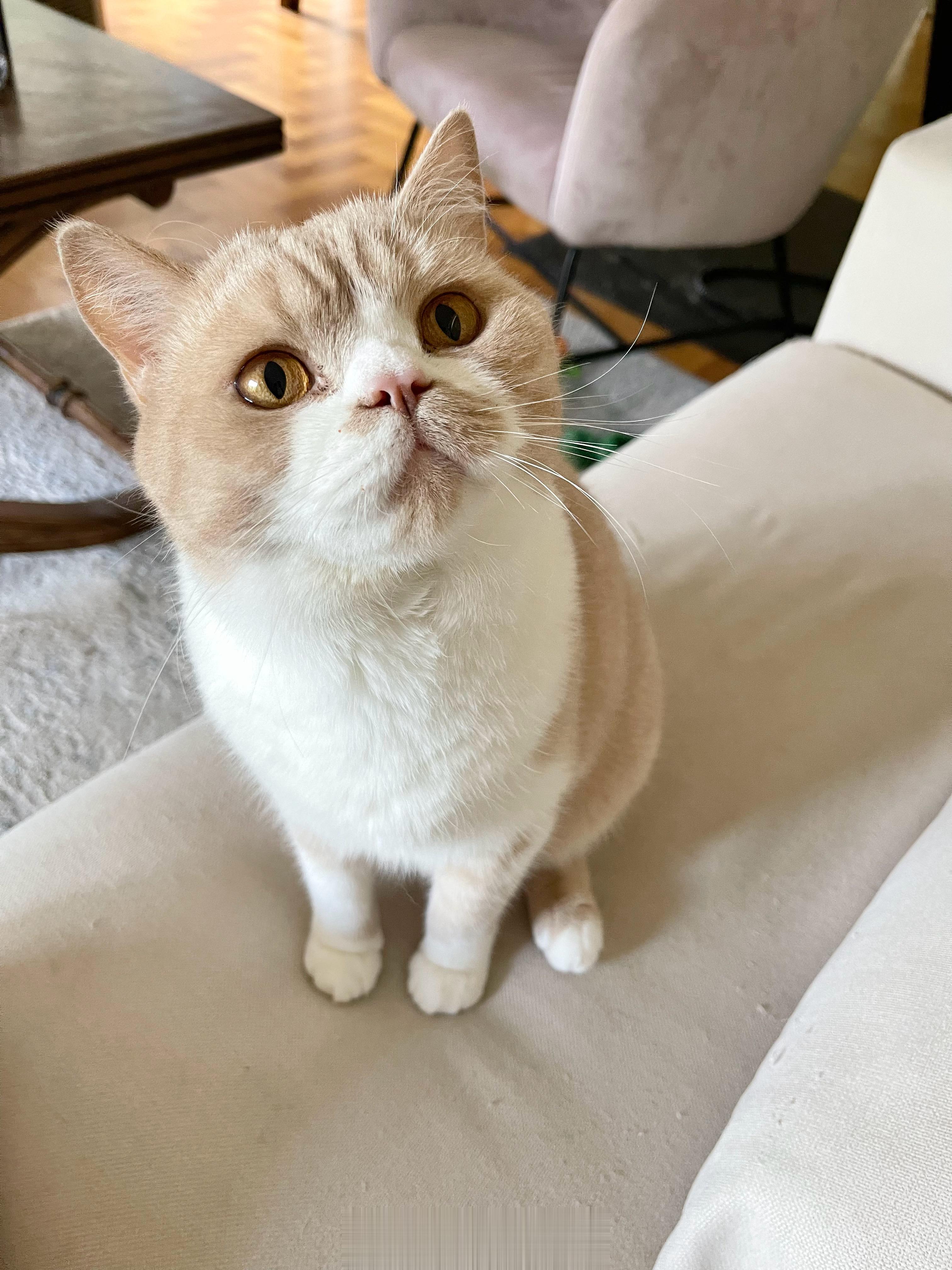 小猫咪对猫饼干的渴望都写在大脸