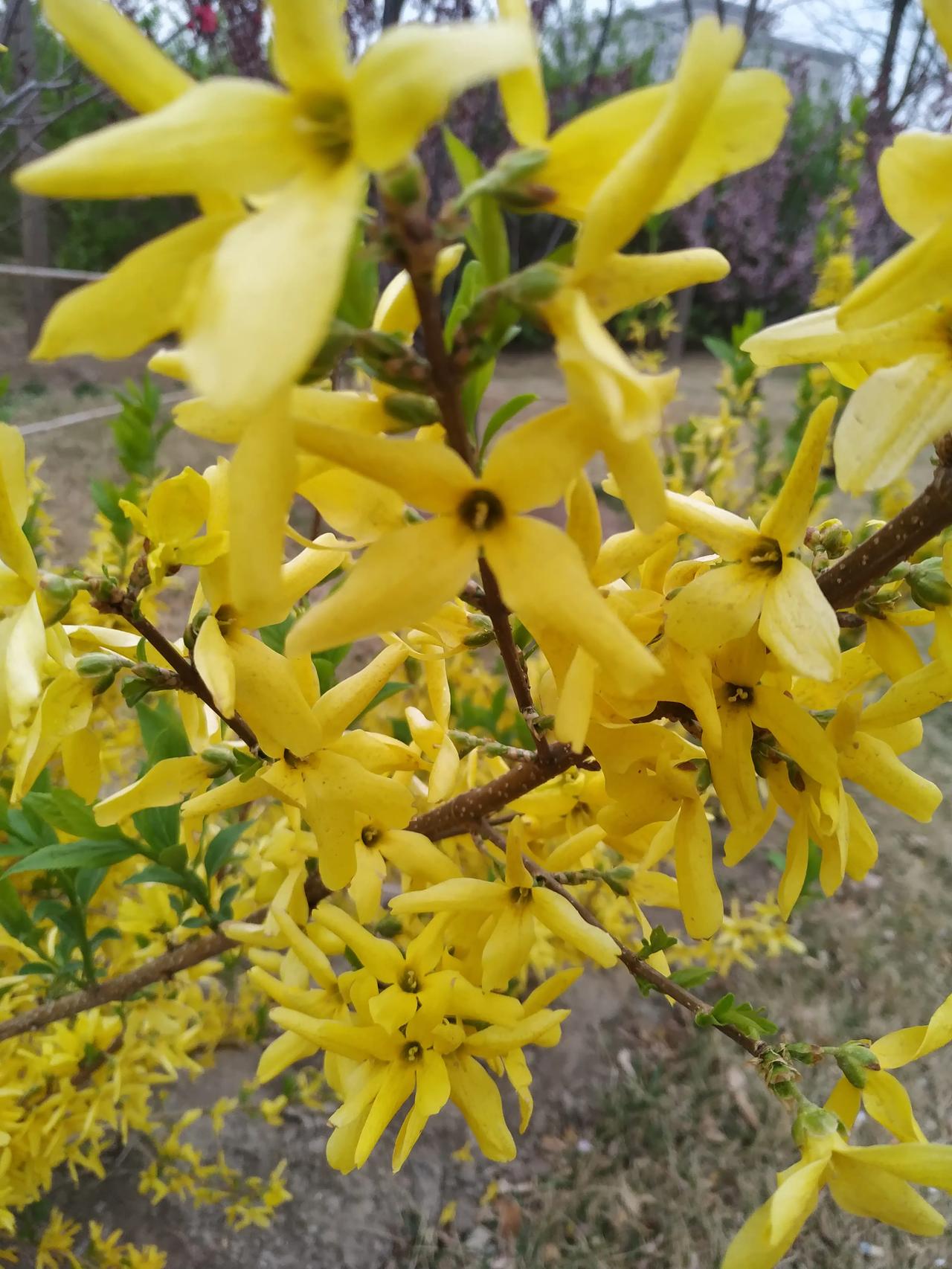 这是什么花？如果你说是迎春，恭喜你答错了，这是连翘。
我对连翘的第一个认知是“苦