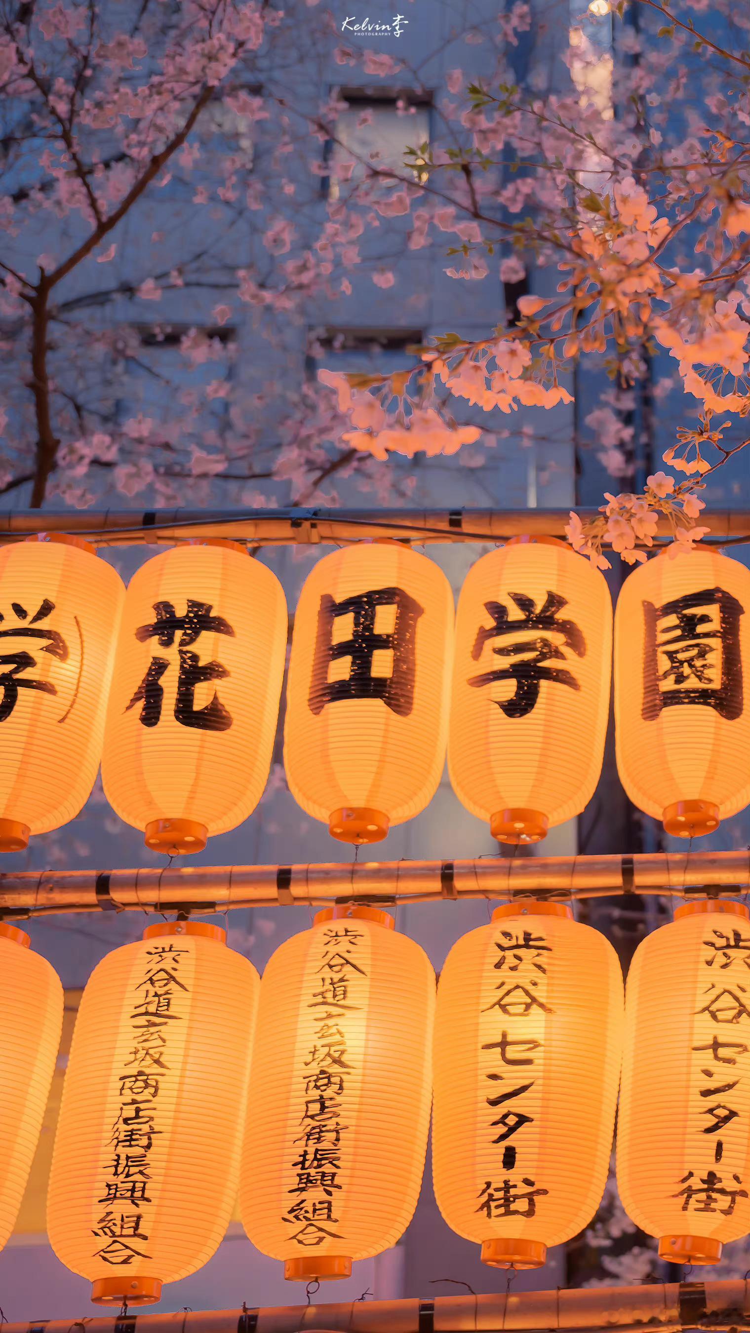 #阳光信用##每日一善#当暮色遇见花海 ​​​
