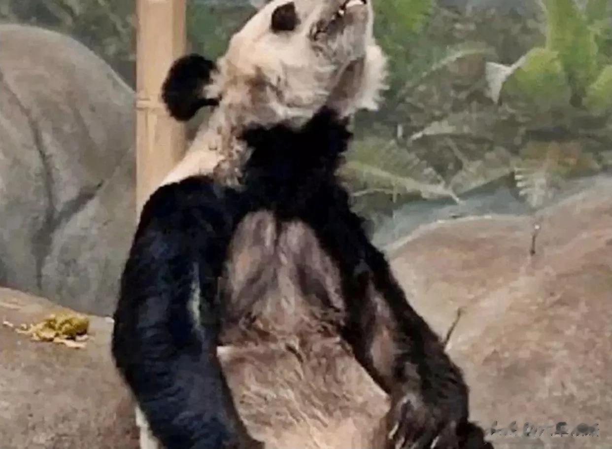 【旅美大熊猫YY病重危在旦夕，呼吁立即派专机接回！】

在美国田纳西州孟菲斯动物