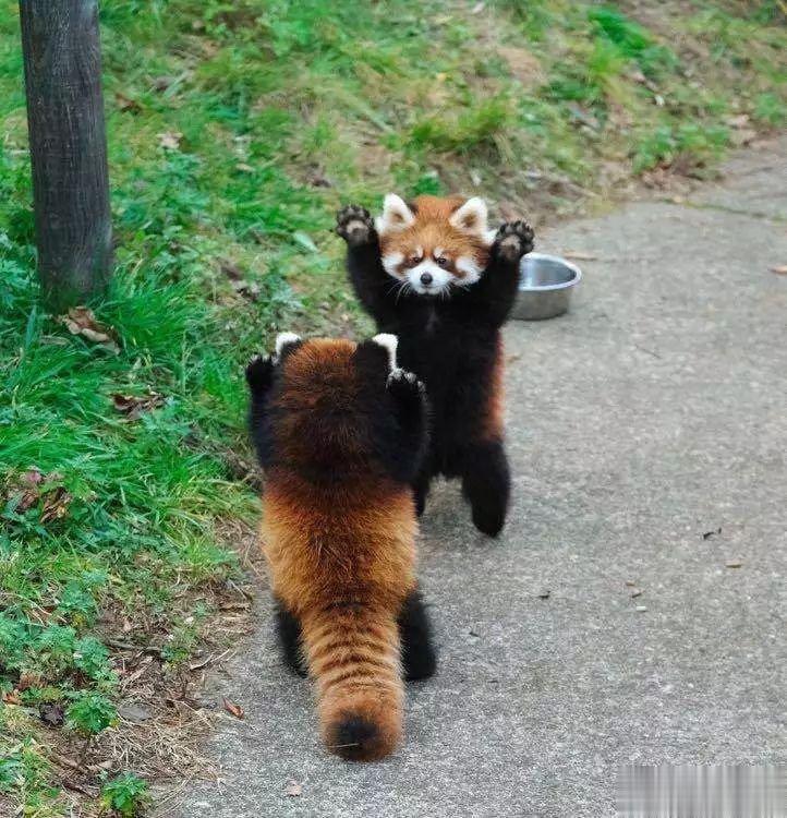  “别过来！我很高大凶猛哦！” ​​​
