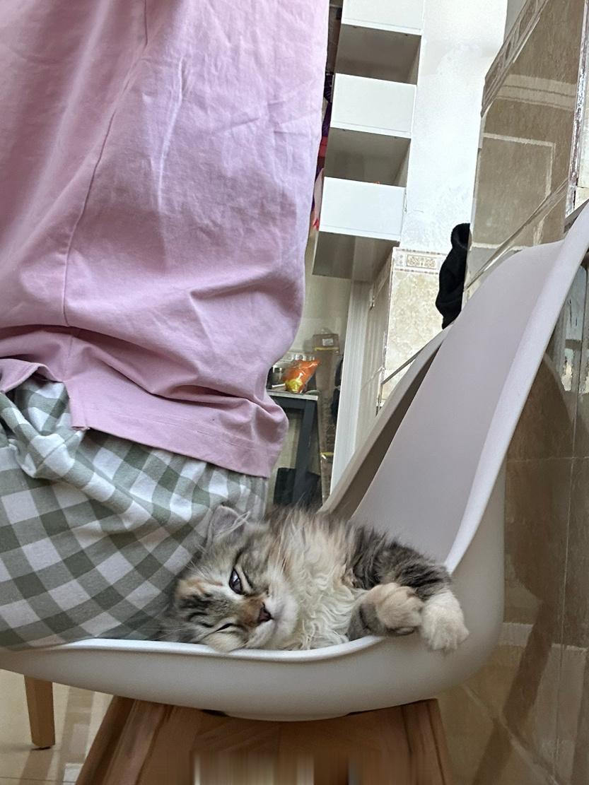 想采访一下葡萄衣，养猫人是不是都只配坐1/3的凳子 ​​​