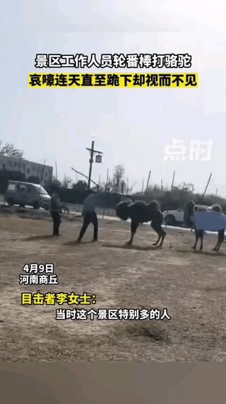 河南商丘这几天是出名了！这不，这个骆驼在商丘可是遭大罪了，简直太残忍了！

网友