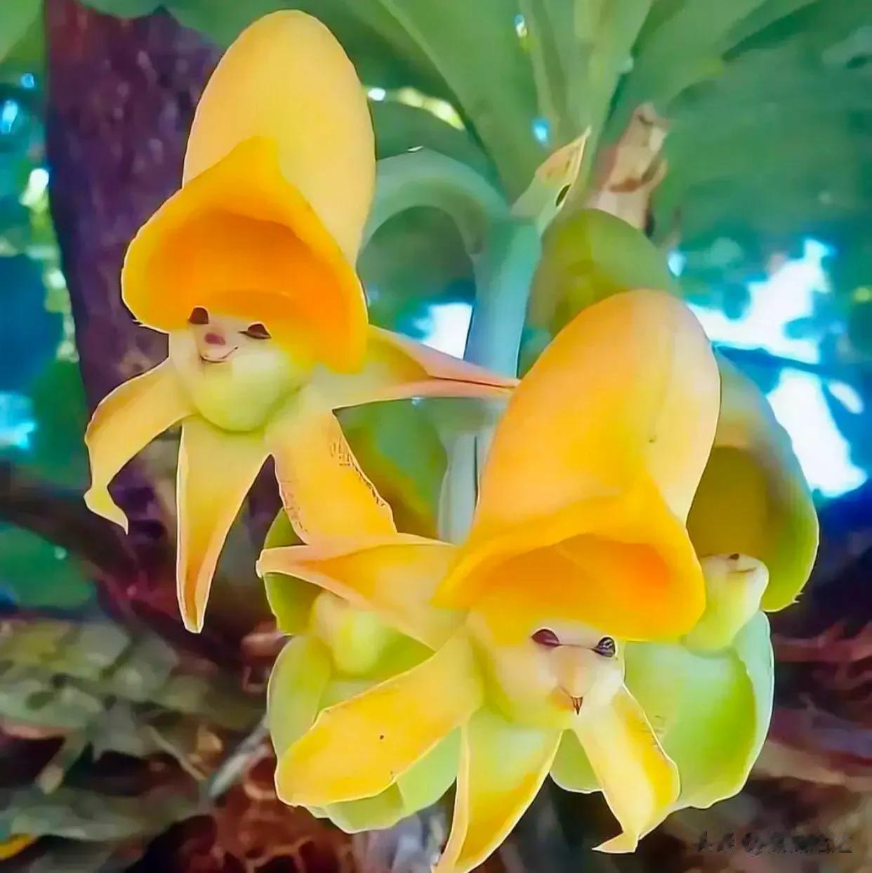 分享图片——精美罕见的奇花异草
多彩多姿，形态各异
珍稀罕见，金枝玉叶
一枝独秀