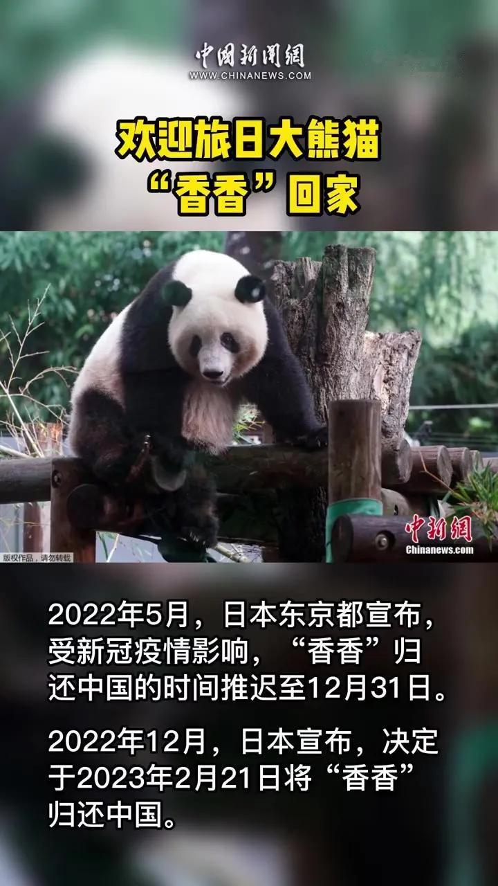 回家回家！大熊猫丫丫的视频登上美国纽约时代广场的大屏幕，这是志愿者自发购买的投屏