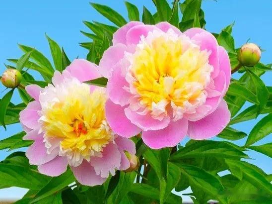 分享图片——精美绝伦的芍药花
花型优美，花色艳丽
花团锦簇，姹紫嫣红
​亭亭玉立