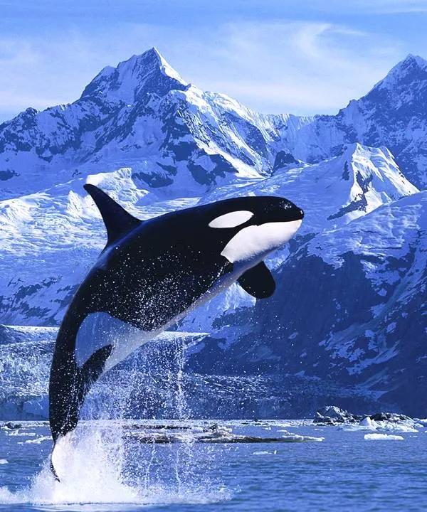 虎鲸是一种鲸偶蹄目海豚科动物，也是海中的顶级捕食者之一，它们强悍的攻击力和凶猛的