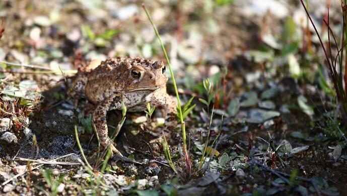 舔蟾蜍是什么癖好？近日包括美国