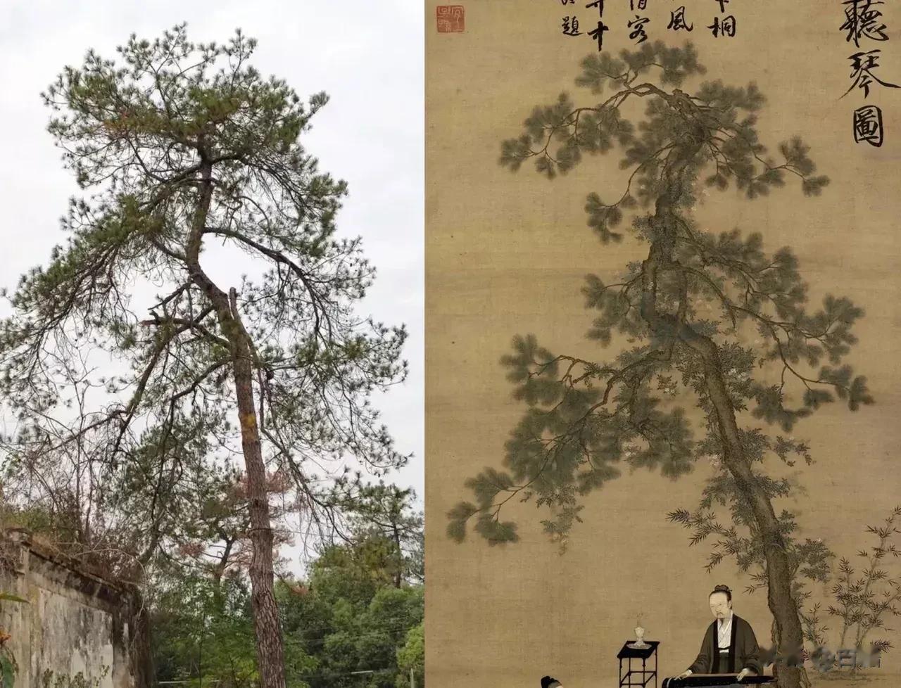 谁知道这棵树在哪里？