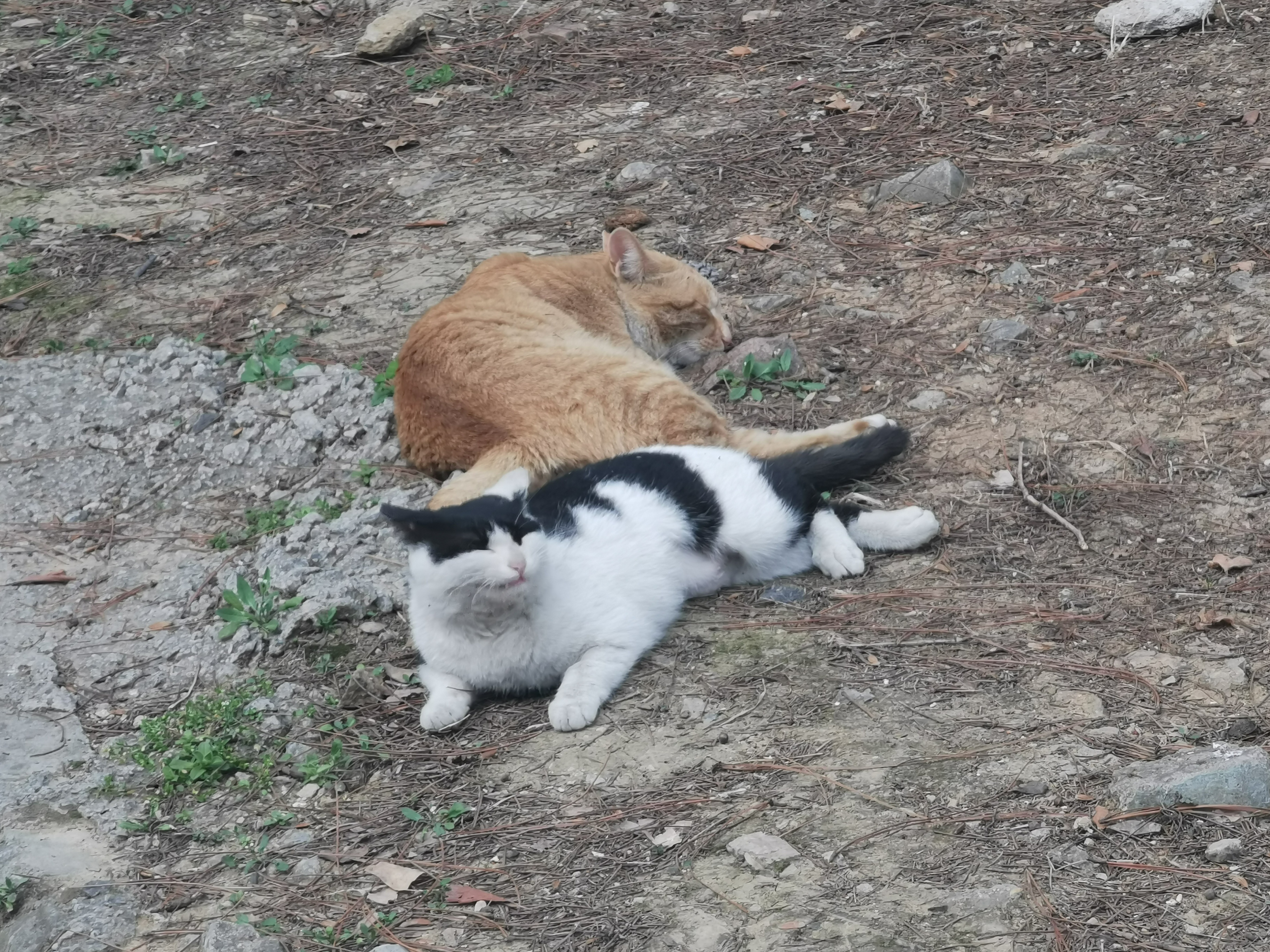 你们把安倍晋三又扒拉出来干啥？ ​​​