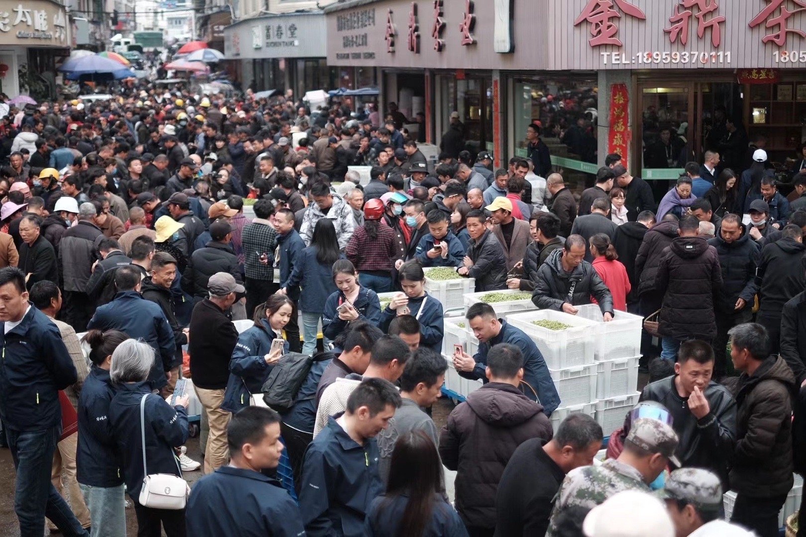 茶老板去福鼎现场调查了，现在敢说我们的银针是今年最好的，放心买吧。注意图中这些只