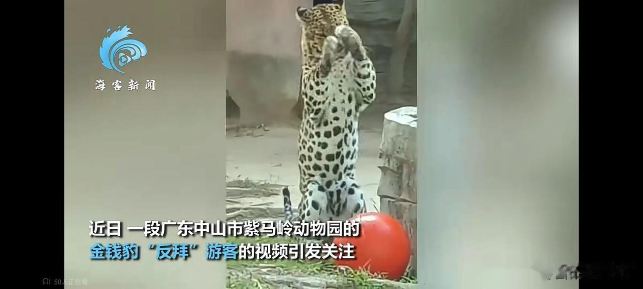 ​金钱​豹:被你们吸得余额不足了，不行要吸回来。

近日，一段广东中山市紫马岭动