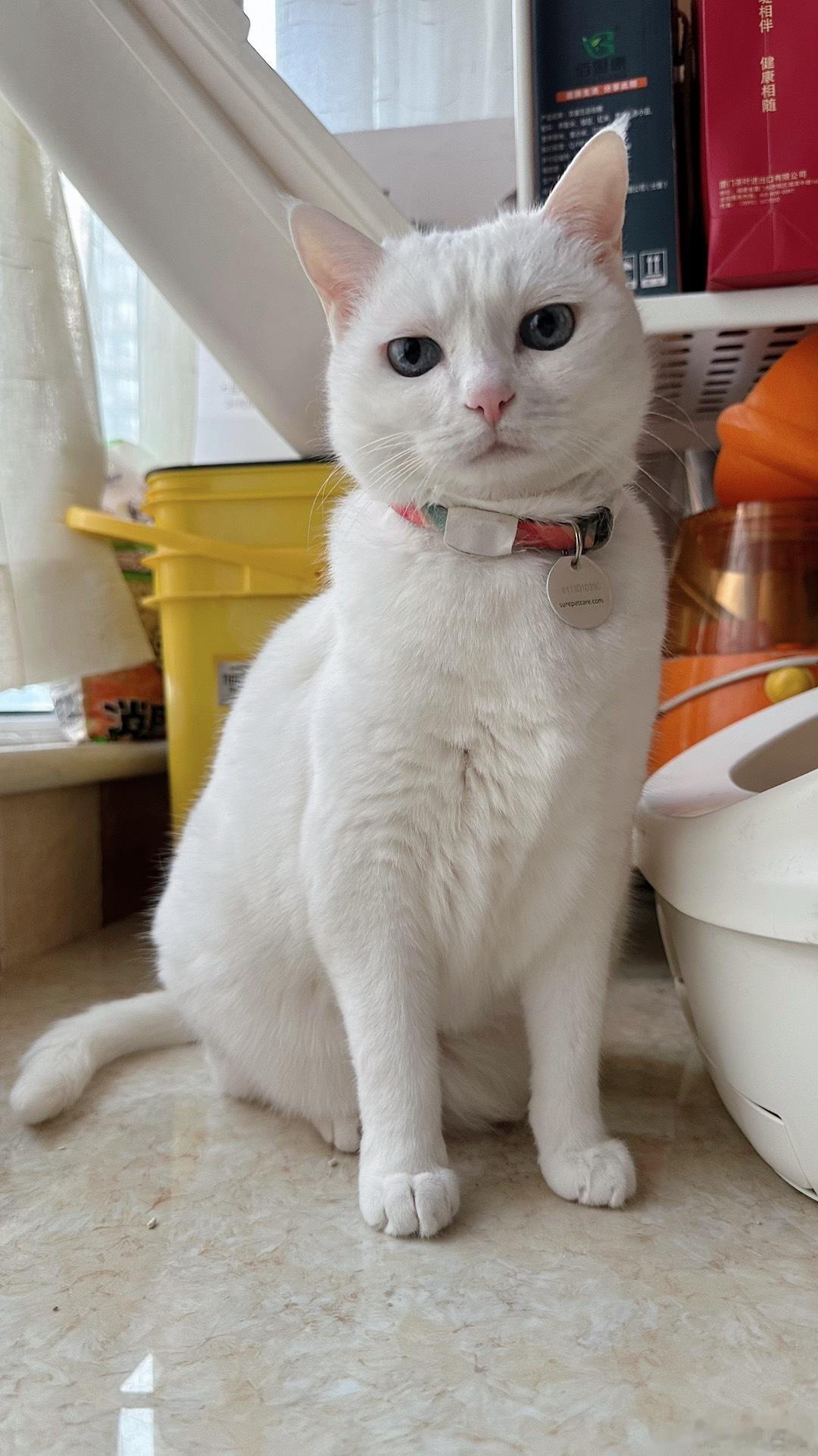 🐱：👩：好的，妈妈知道你