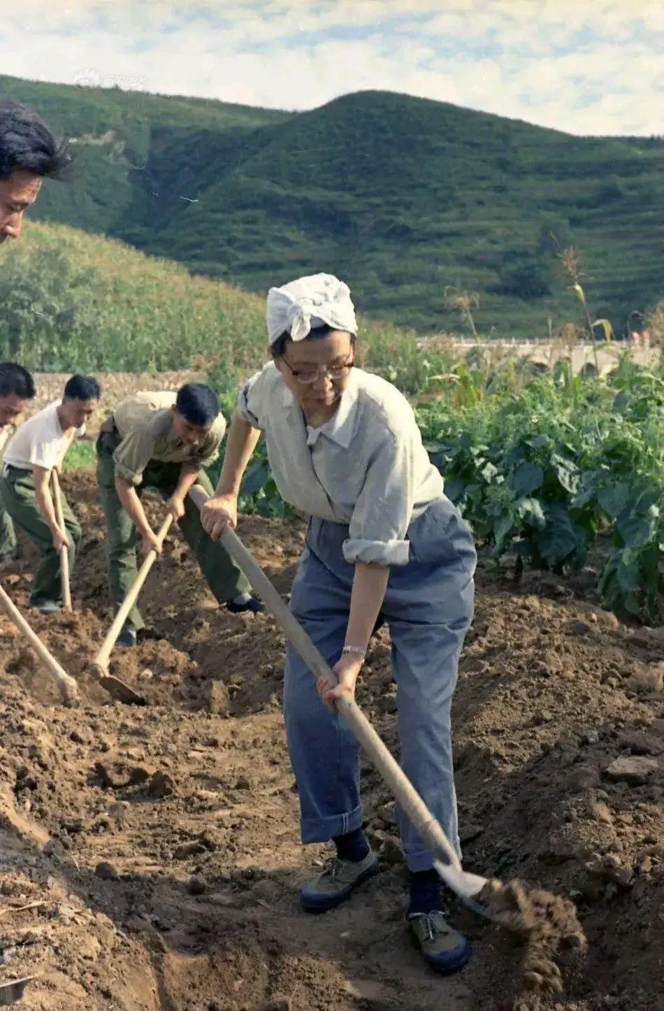 老年时的蓝苹头裹白羊肚子毛巾，挽起衣袖，穿上胶鞋，正在新挖水渠时情景。
兰苹年轻