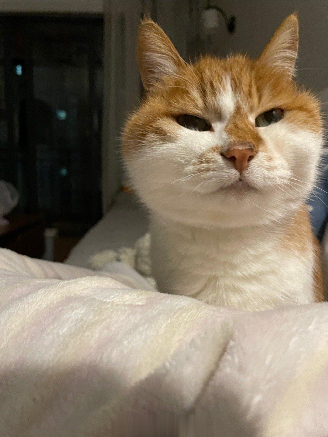  这位，半夜吵疯了，满家转着嚎，我3:46分起来一看，诉求大概就是碗里的罐头吃出