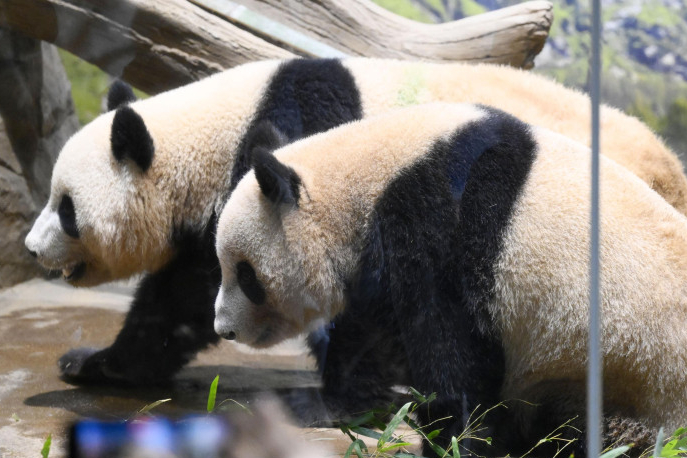 【#外交部回应大熊猫将从日本回国#：#欢迎日本民众来中国看大熊猫#】 1月21日