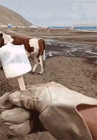 图1 牛儿吃冰棍，不愧是吃素的
图2 至今没收过差评
图3 还有没有未打疫苗的小