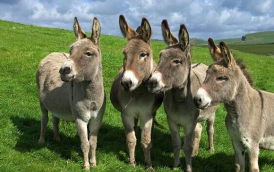 一头大蠢驴，为什么中国人要把驴冠以愚蠢的对象称呼呢？大家看图，这些驴不是很可爱吗