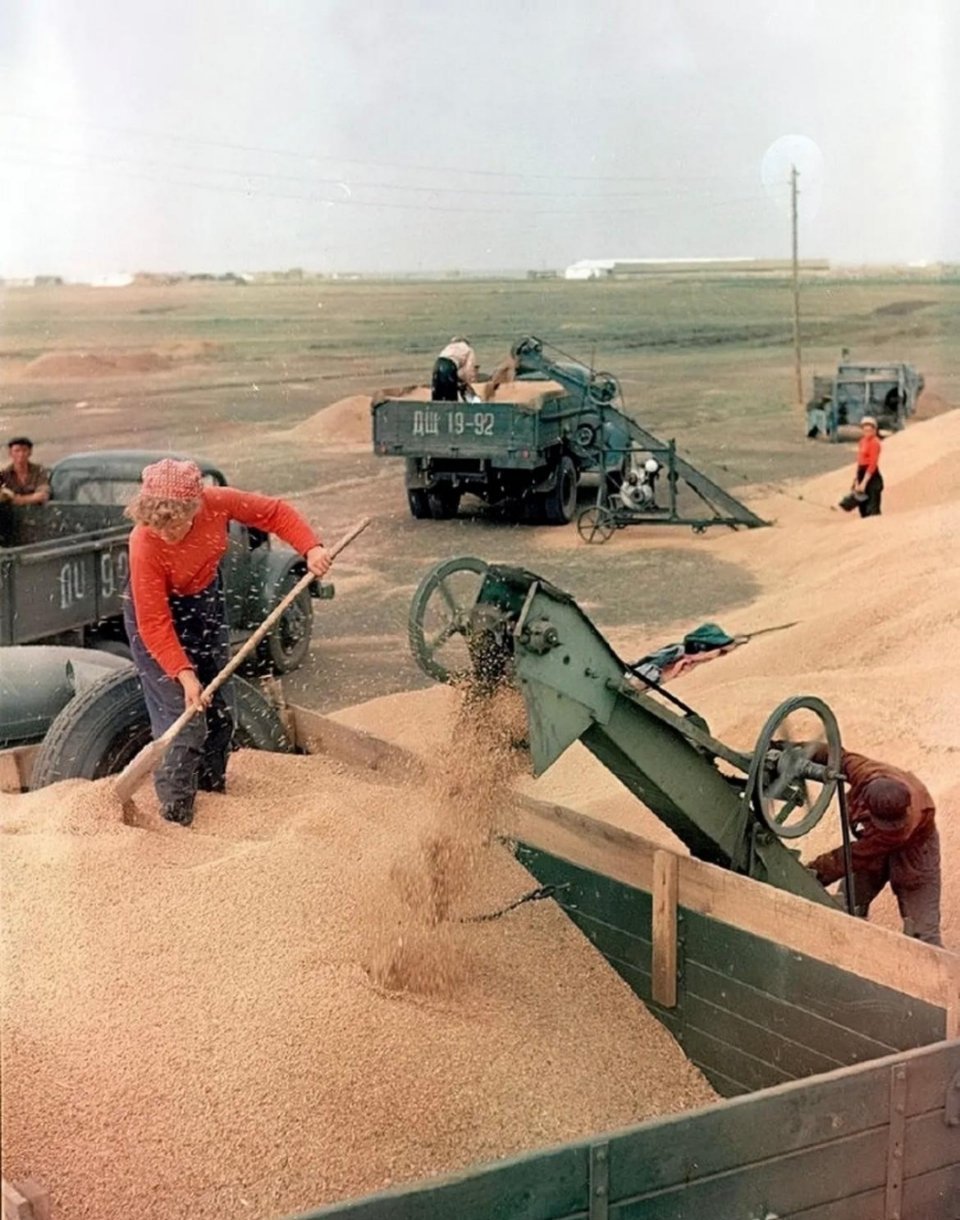 #历史那些事[超话]#这是1956年苏联集体农场收割粮食的场景。此时，苏联的农场