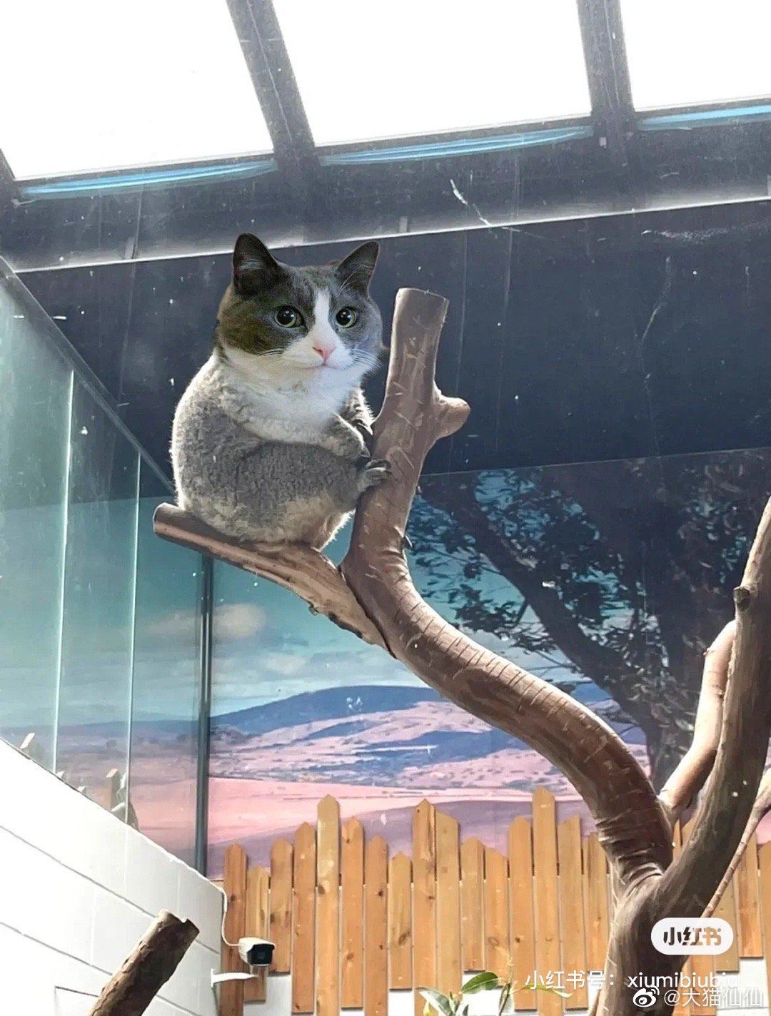 嘿，来看考拉咪🐨 ​​​