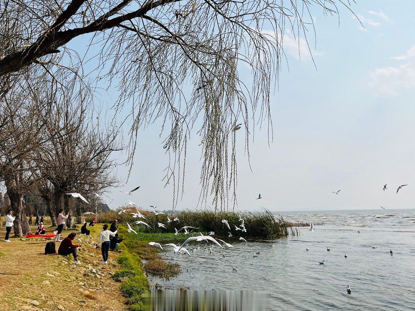 【层林尽染、海鸥翱翔！#云南滇池宝丰湿地五彩斑斓#】 昆明宝丰湿地，白鹭低飞，鱼