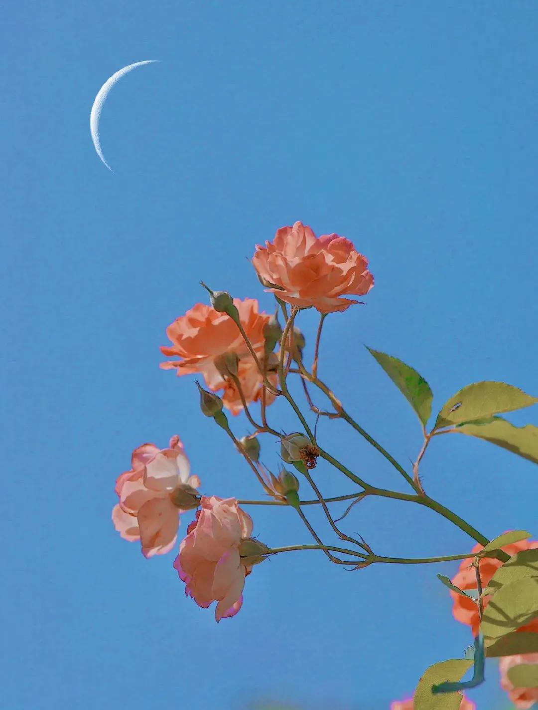 “ 人生几度花和月，月色花香处处同 .. ” ​​​
  