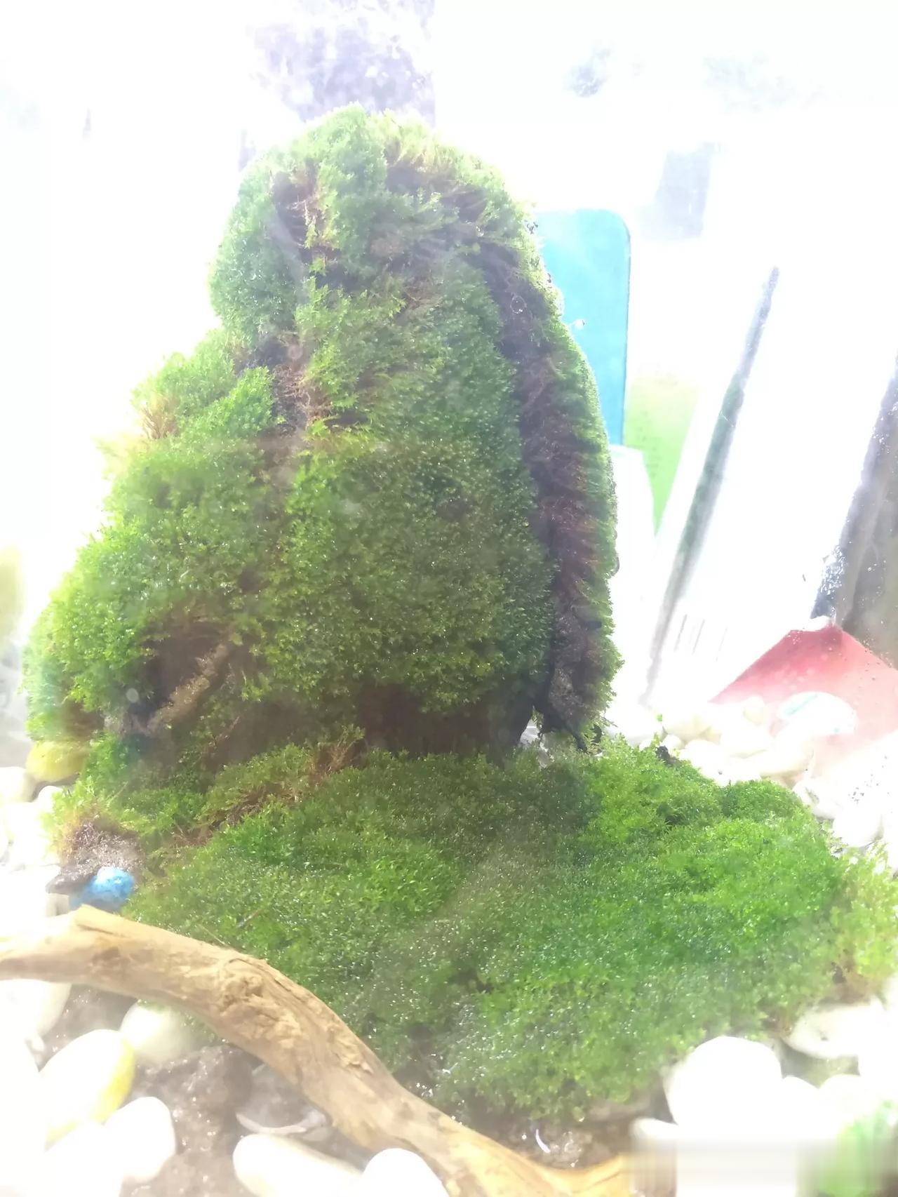 自己用青砖泥浆做了个小盆景，不知道苔藓能活不？