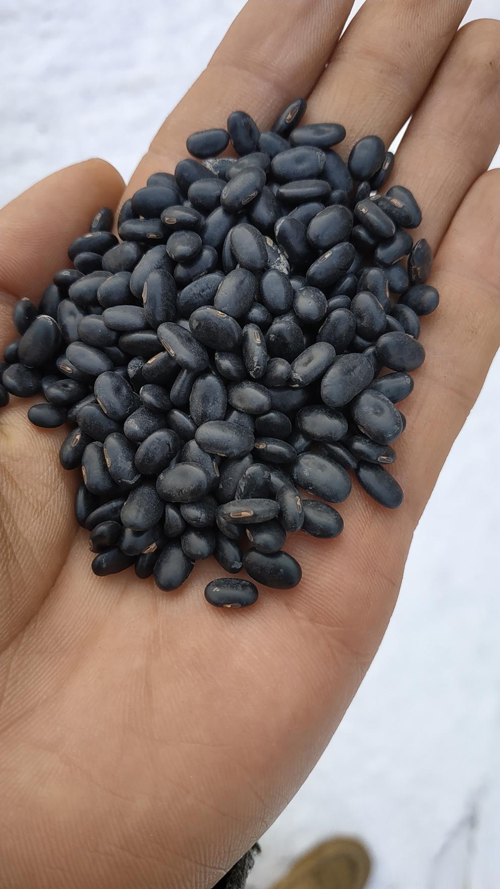 补肾药一大堆，不如黑豆一小把豆类植物都有空管状茎杆，输送水液能力一定很强，因此豆