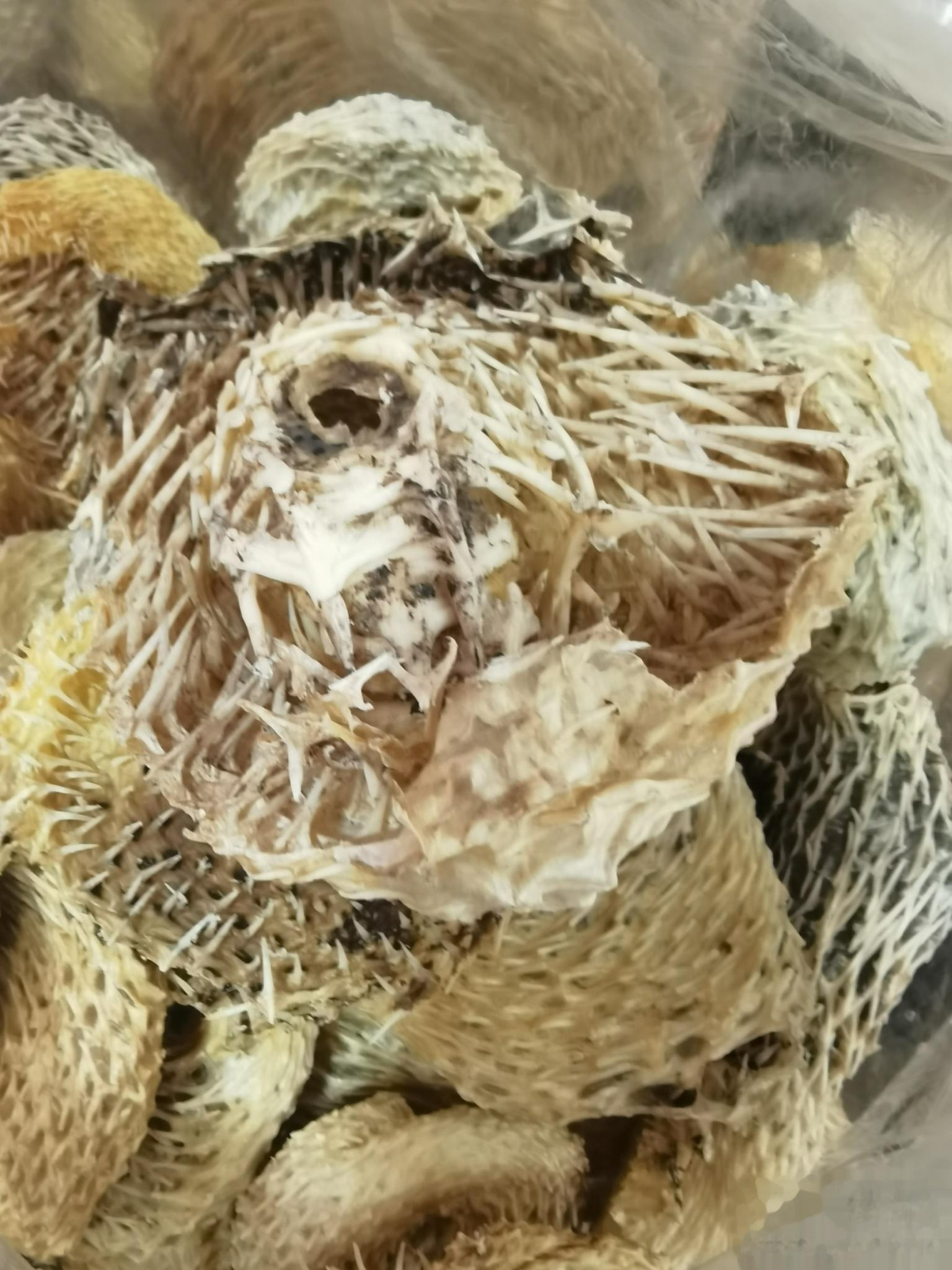 刺豚鱼皮 胶原蛋白真的很饱！在