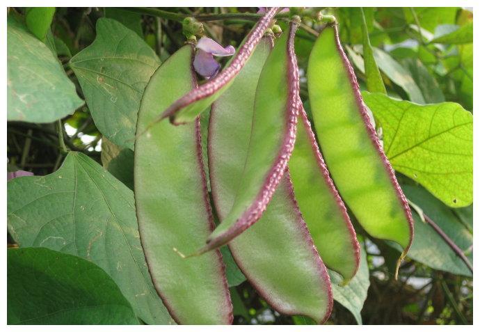 扁豆吃了会伤肝？结果让人意外！