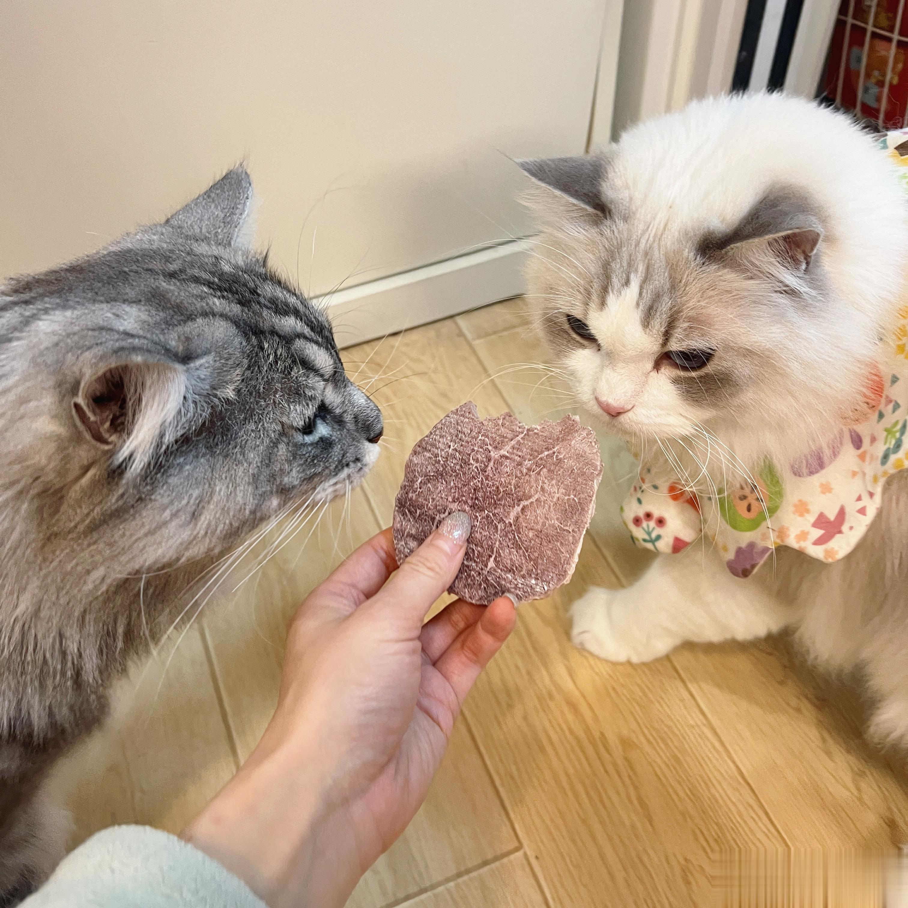  一块大肉饼四只猫分  果然还是有分的，一家猫才可以自家挨一起吃肉饼，不是一家子