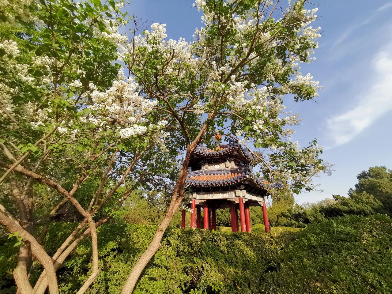 丁香映古亭……

 