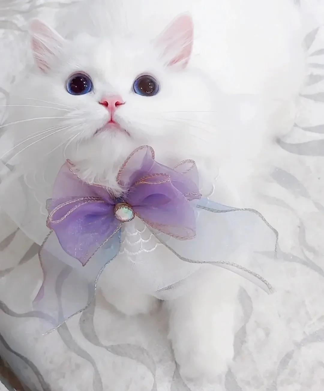 好可爱的小猫咪！萌宠    