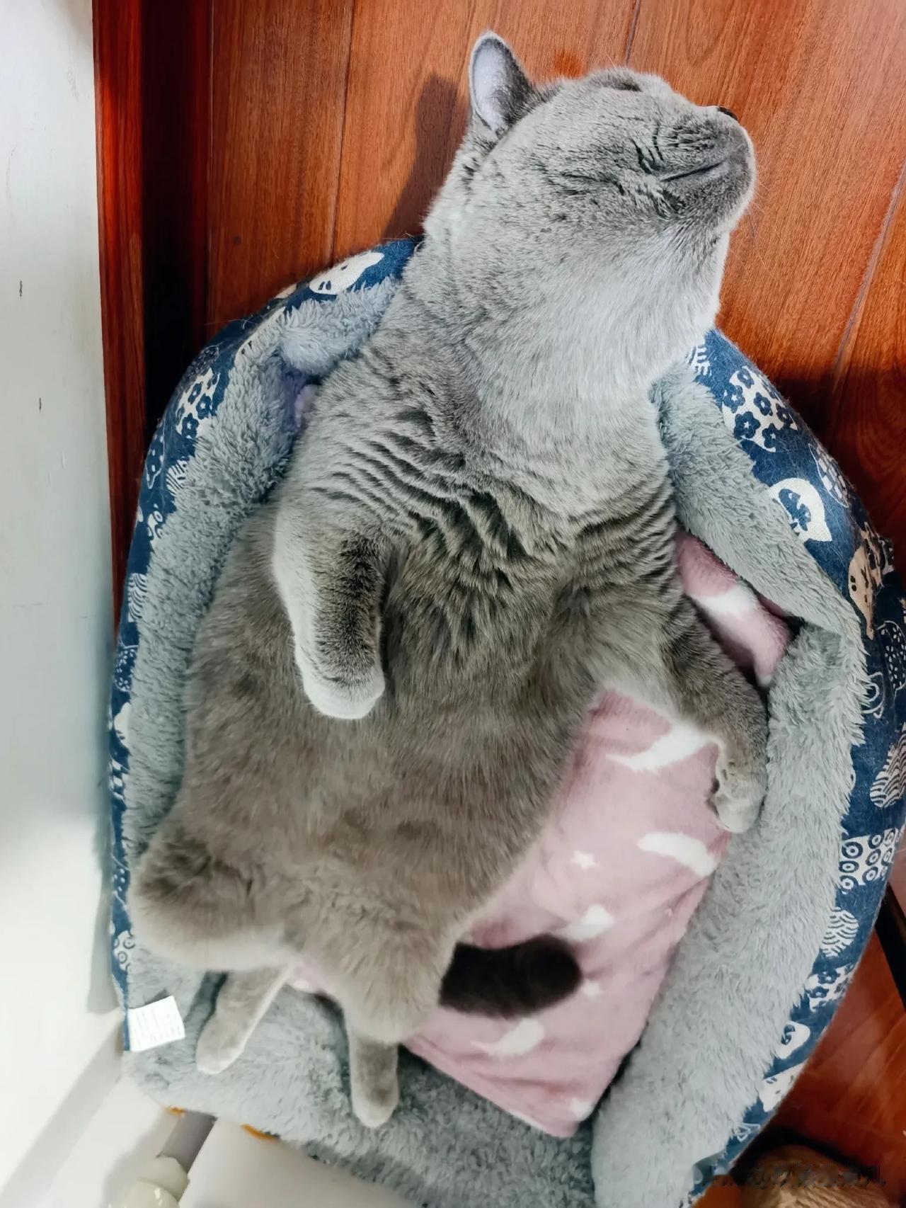 我，吃撑了睡，睡起觉来无所顾忌；醒的时候无忧无虑，也无性别意识。
诶。
别感叹！