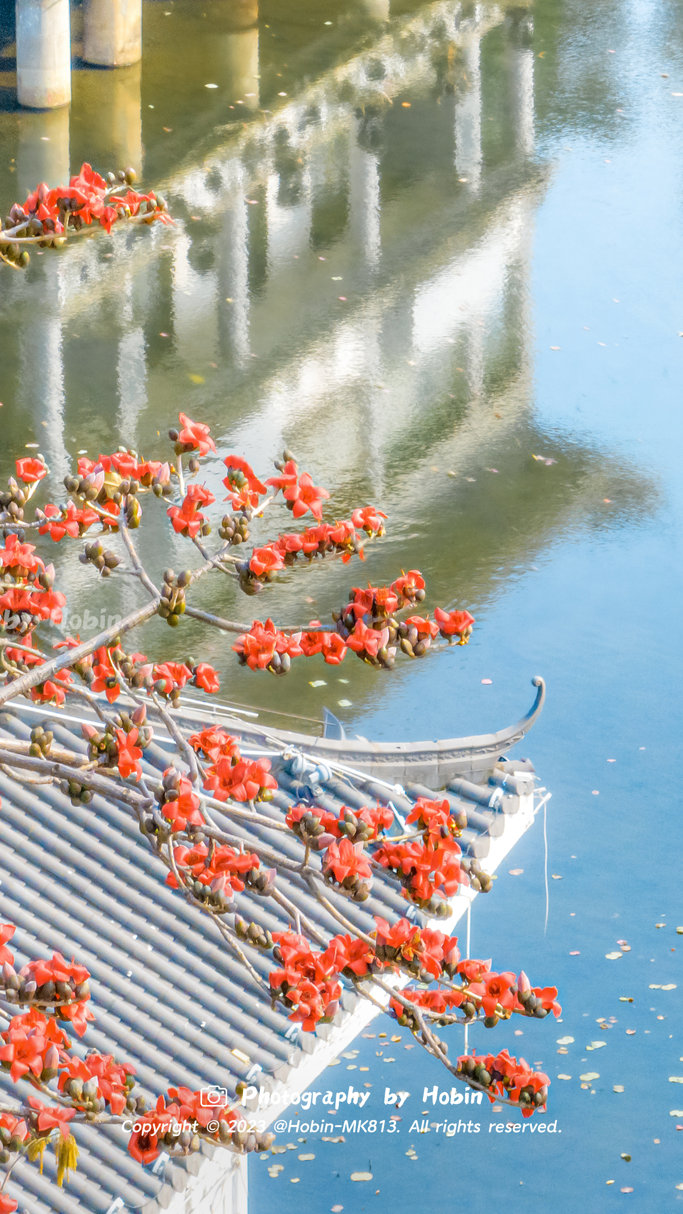 木棉花开英雄城，满树火红满城红[心] ​​​