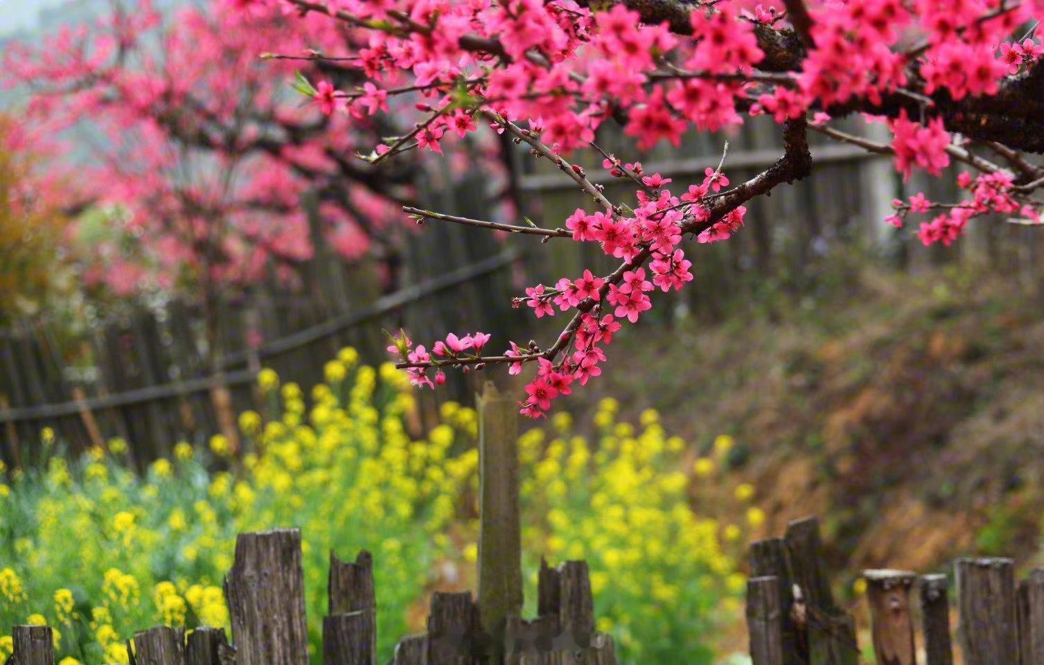 #一句话安利大家到你家乡旅游#广东新丰桃花，春天踏花去也。。风和日暖游郊野，燕赵