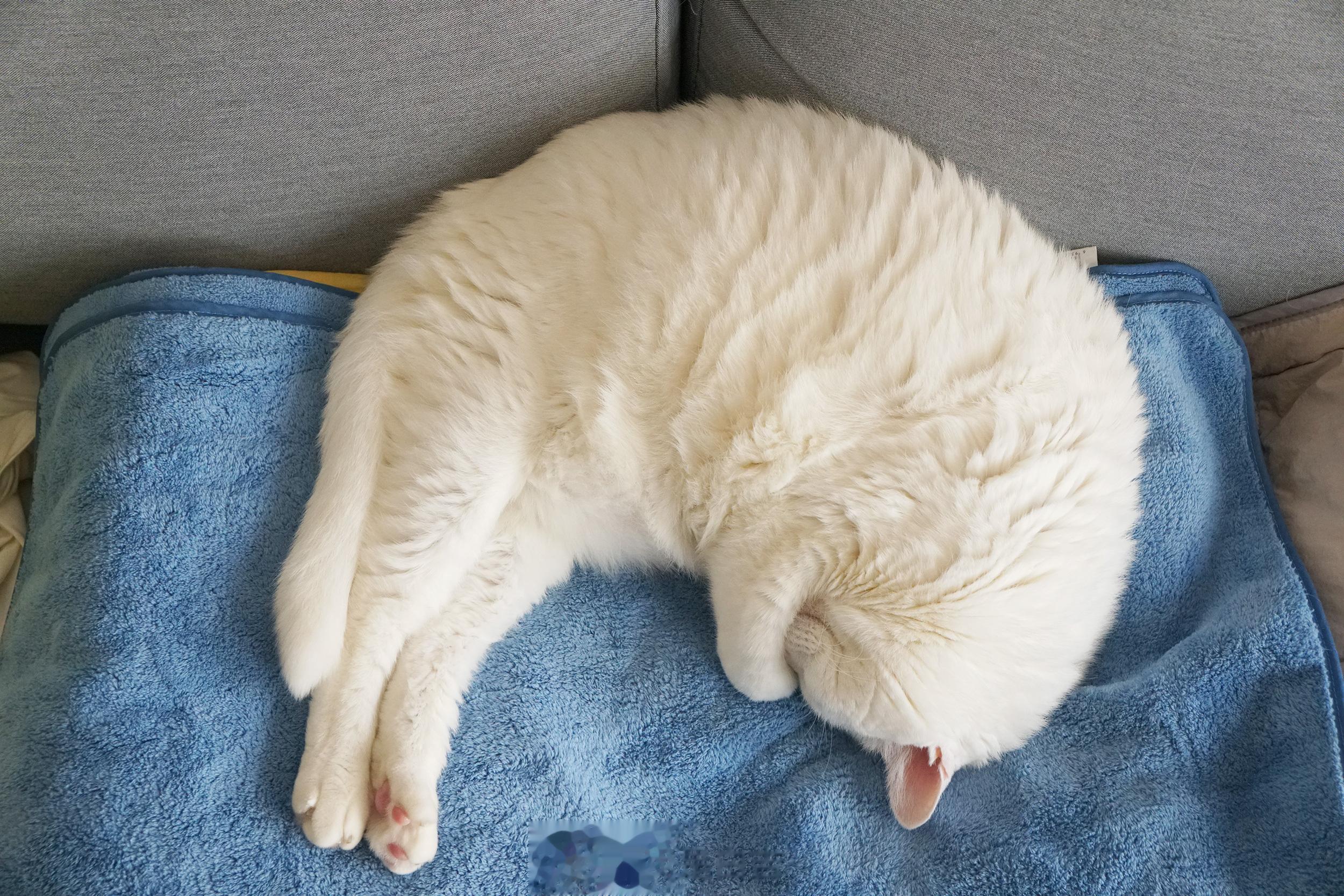 XL月亮姐姐。 ​​​