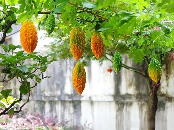 神奇止痛方，心痛胸痛腹痛肋痛胃痛，各种疼痛一扫光，只有2味药[good]过去走医