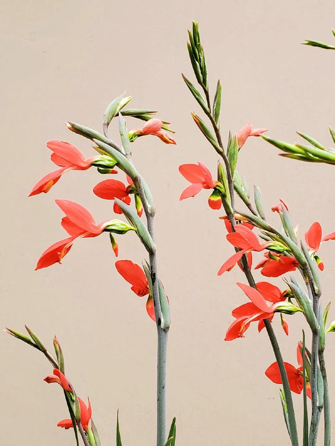 “ 千古幽贞是此花，不求闻达只烟霞 .. ” ​​​
  