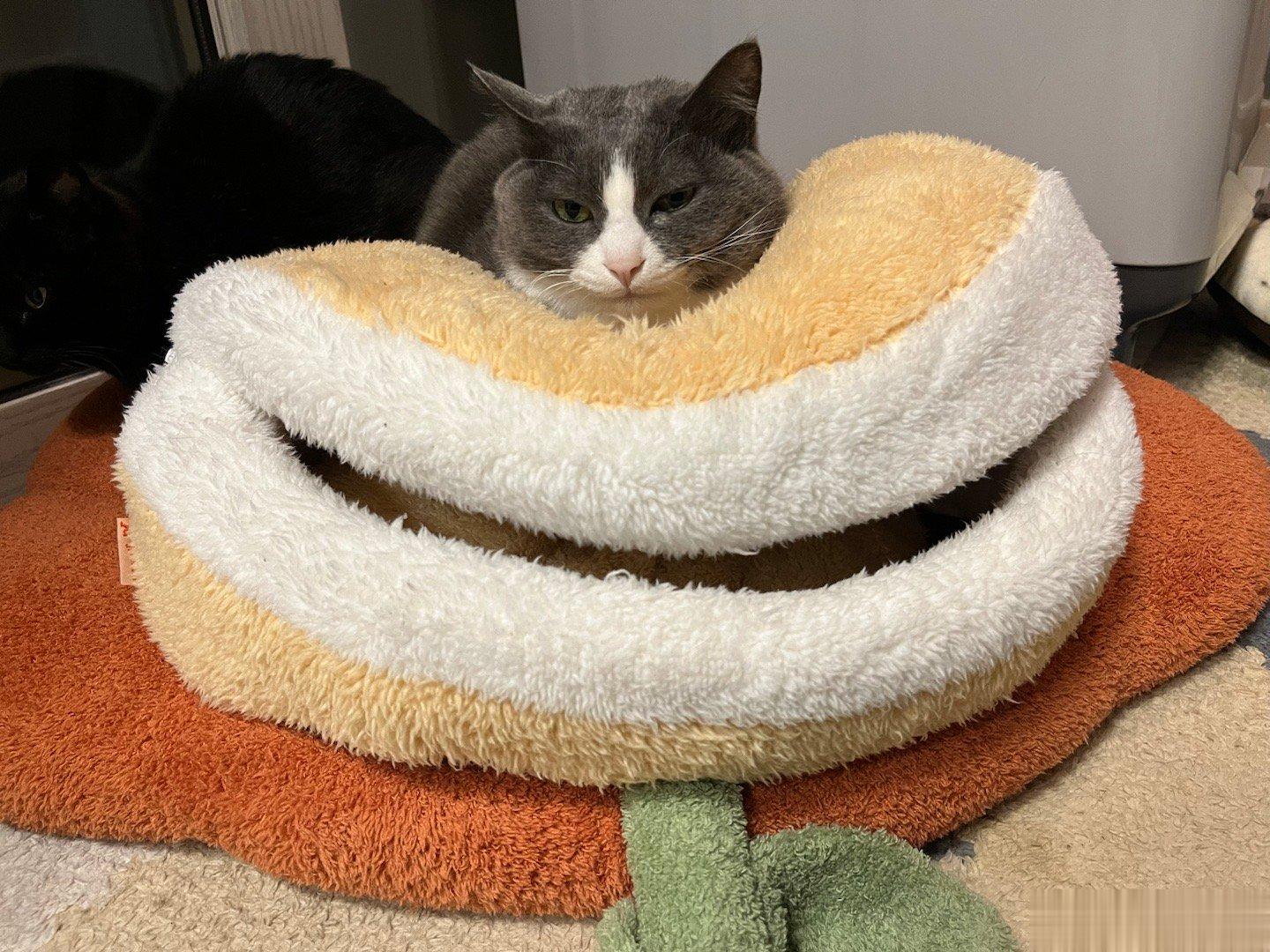  警惕食猫花！一次能吃两个小猫咪 ​​​