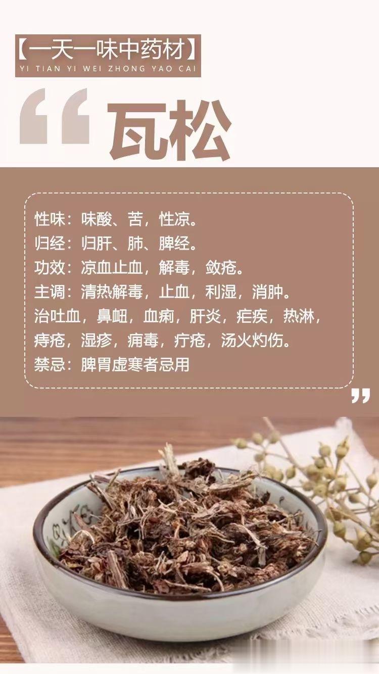  🍀【一天一味中药材】瓦松性味：味酸、苦，性凉。归经：归肝、肺、脾经。功效：凉